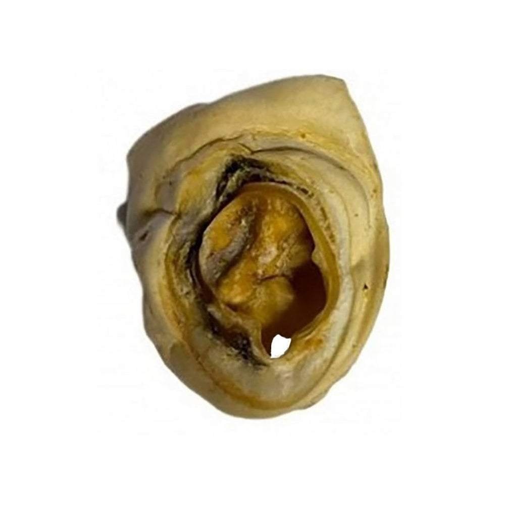 Beef Ear Root