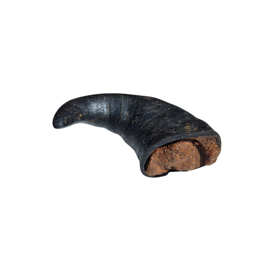 Filled Buffalo Horn